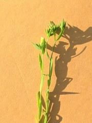 Linum strictum
