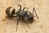 Tubifera-group Spiny Ants - Photo (c) Nigel Main, some rights reserved (CC BY), uploaded by Nigel Main