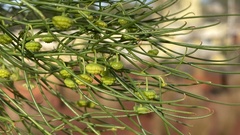 Gyrostemon ramulosus