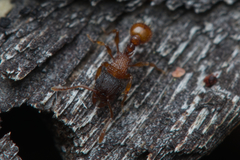 Tetramorium fuscipes