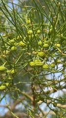 Gyrostemon ramulosus