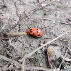 Paridea octomaculata
