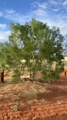 Gyrostemon ramulosus