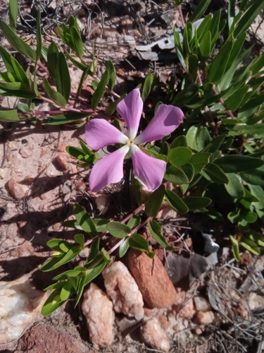 Catharanthus image