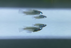 Oryzias dancena