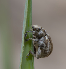 Philopedon plagiatum