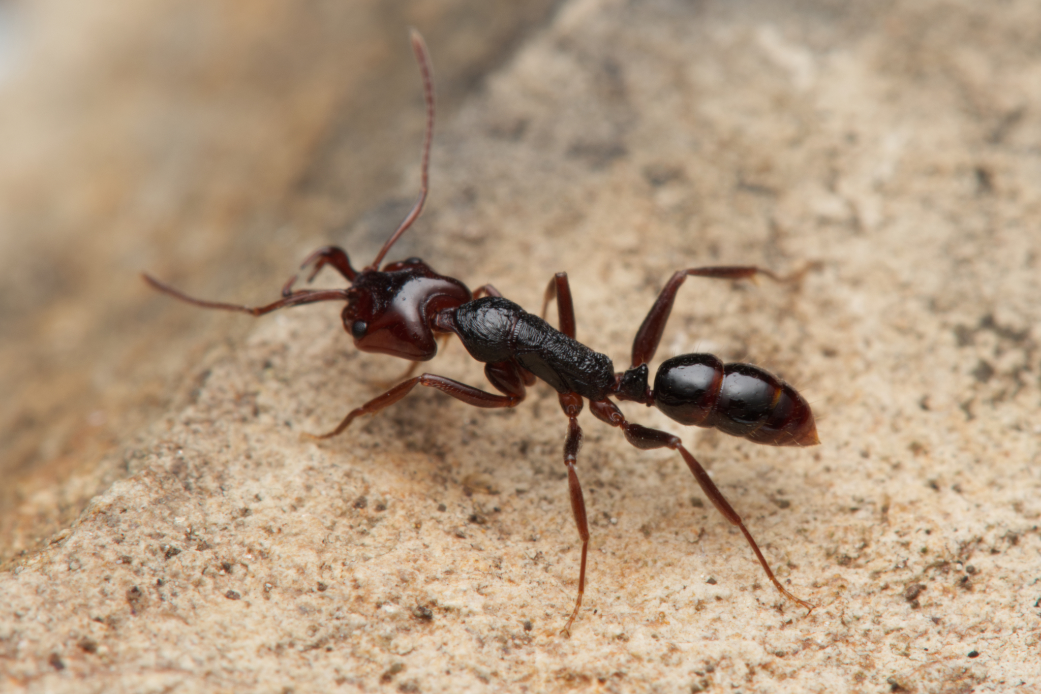 Anochetus turneri
