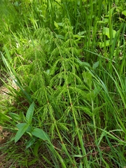 Equisetum sylvaticum