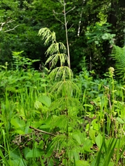 Equisetum sylvaticum