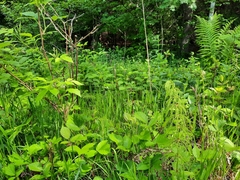 Equisetum sylvaticum