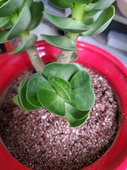 Portulaca molokiniensis