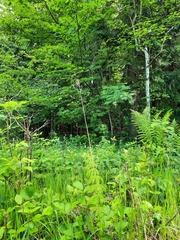 Equisetum sylvaticum