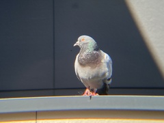 Columba livia