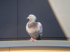 Columba livia
