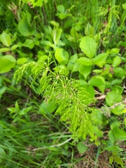 Equisetum sylvaticum