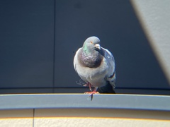 Columba livia