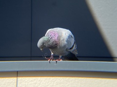Columba livia