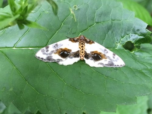 Clouded Magpie, 7958 Koekange, Nederland, photo 4 of 10