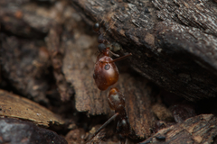 Iridomyrmex rubriceps