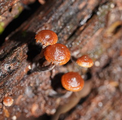 Kuehneromyces brunneoalbescens
