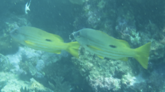 Lutjanus fulviflamma