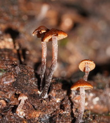 Kuehneromyces brunneoalbescens