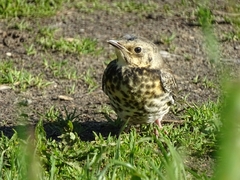 Turdus pilaris