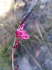 Indigofera lyallii