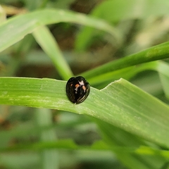 Chilocorus infernalis
