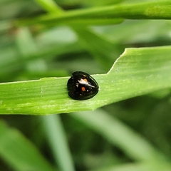 Chilocorus infernalis