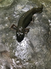 Ommatotriton ophryticus