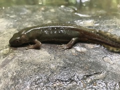 Ommatotriton ophryticus