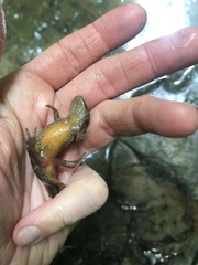 Ommatotriton ophryticus