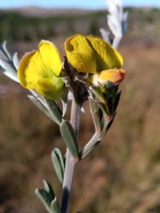 Crotalaria diosmifolia