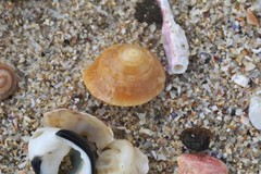 Bellastraea squamifera