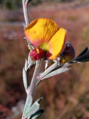 Crotalaria diosmifolia