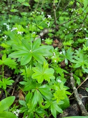 Galium odoratum