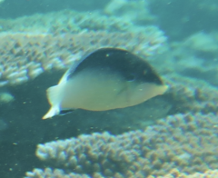 Anampses neoguinaicus