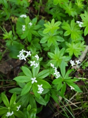 Galium odoratum