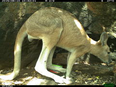 Osphranter robustus woodwardi
