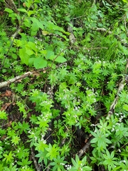 Galium odoratum