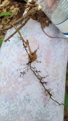 Nephrolepis cordifolia