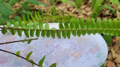 Nephrolepis cordifolia