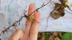 Nephrolepis cordifolia