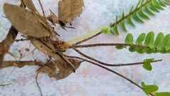 Nephrolepis cordifolia