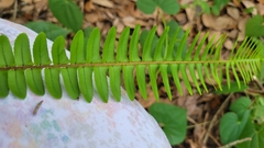 Nephrolepis cordifolia
