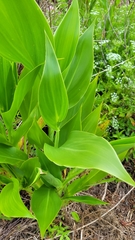 Canna flaccida