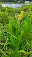 Canna flaccida