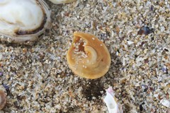 Bellastraea squamifera