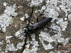 Stenichneumon culpator